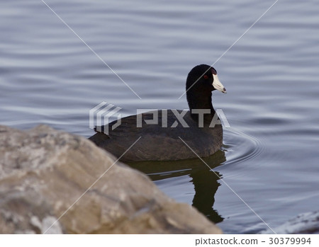 Beautiful image with funny weird american coot 30379994