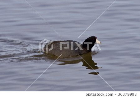 Beautiful image with funny weird american coot 30379998