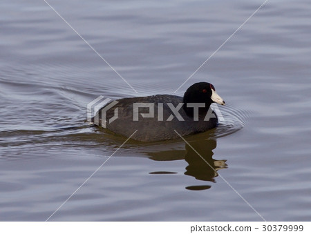 Beautiful photo with funny american coot in lake 30379999