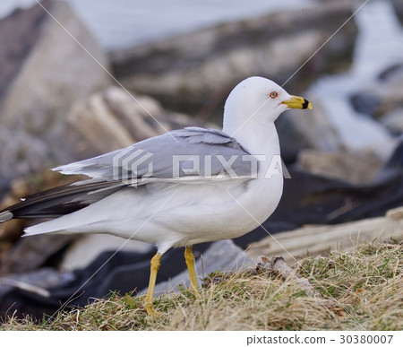 Beautiful isolated image with a gull walking 30380007