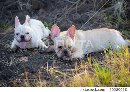 French bulldog animal French bulldog animal 30380018