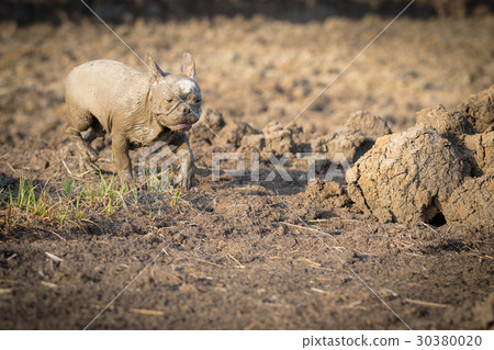 French bulldog animal 30380020