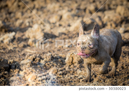 French bulldog animal 30380023