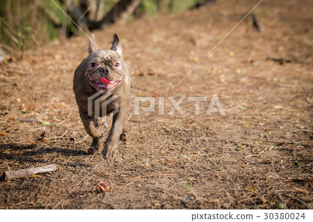 French bulldog animal 30380024