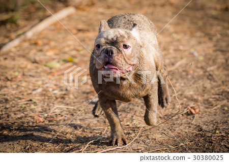 French bulldog animal 30380025