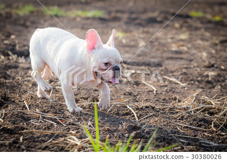 French bulldog animal 30380026