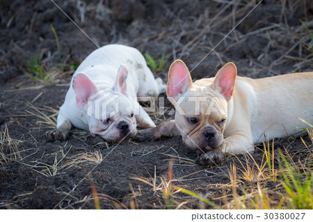 French bulldog animal 30380027