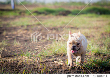 French bulldog animal 30380031