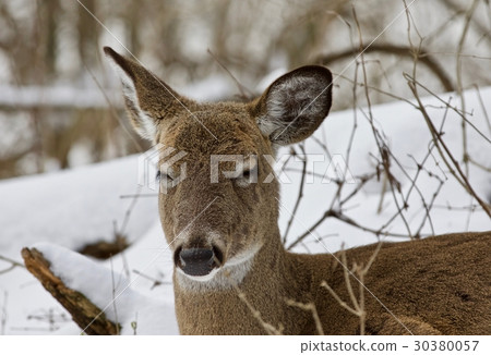 Beautiful portrait of a sleepy funny wild deer Beautiful portrait of a sleepy funny wild deer 30380057
