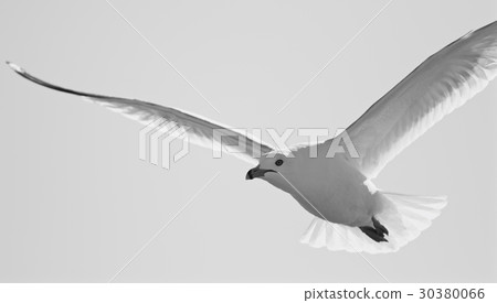 Beautiful black and white photo with a flying gull Beautiful black and white photo with a flying gull 30380066