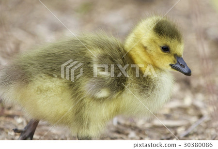 Beautiful image with a cute chick of Canada geese 30380086