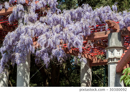 amazing wisteria blossom 30380092