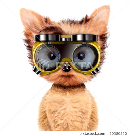 Funny dog in safety glasses Isolated on white 30380230
