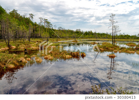 Impenetrable swamp in the Siberia 30380413