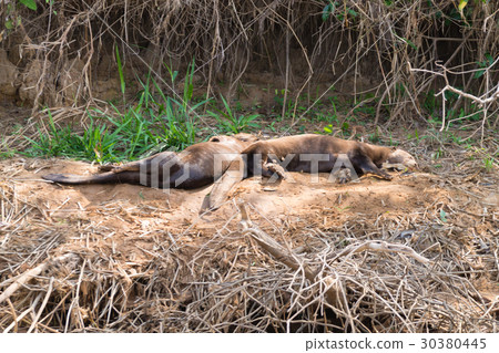 Giant otter from Pantanal, Brazil 30380445