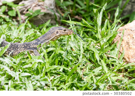 an lizard looking 30380502