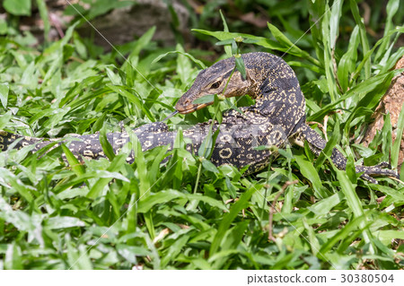 an lizard looking 30380504