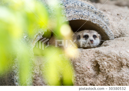 An looking meerkat An looking meerkat 30380532