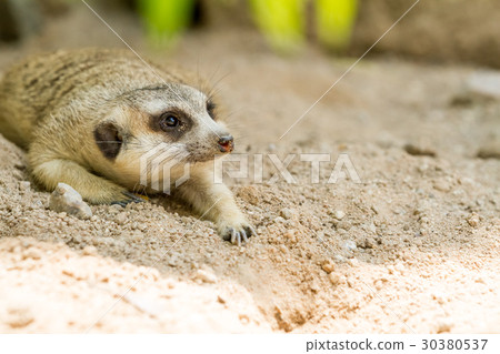 An looking meerkat 30380537
