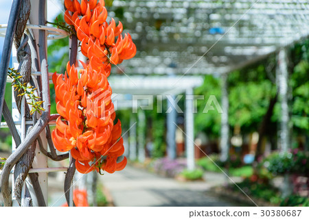 Palas flowers. Bute monosperma flower 30380687