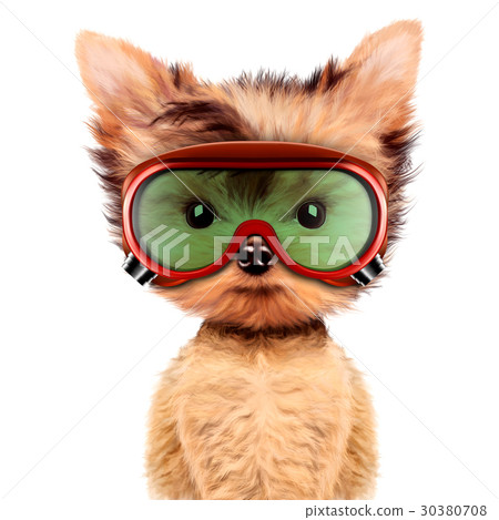 Funny dog in safety glasses Isolated on white Funny dog in safety glasses Isolated on white 30380708