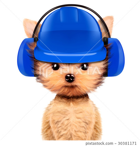 Funny dog in earphone isolated on white 30381171