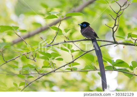 A long tailed butterfly 30382129