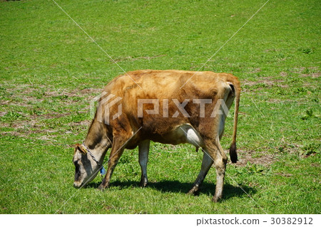 三陸乳品春季牧場 30382912