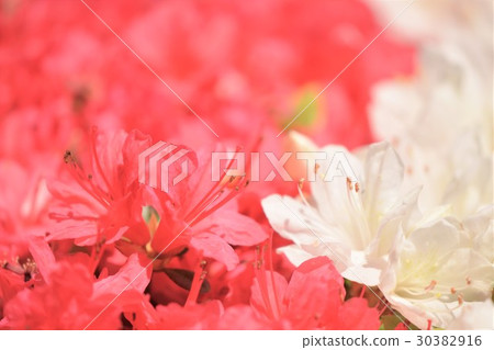 紅色和白色杜娟花特寫鏡頭 紅色和白色杜娟花特寫鏡頭 30382916