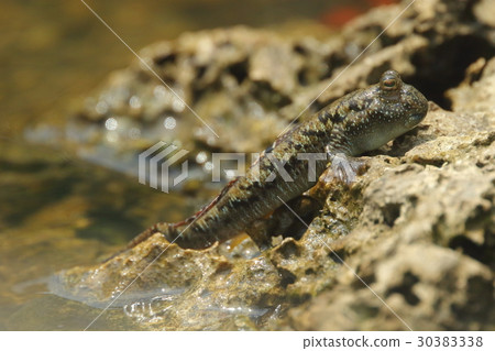生物Fish Minami Tobihaze，淺藍色圖案在仔細觀察時非常漂亮 30383338