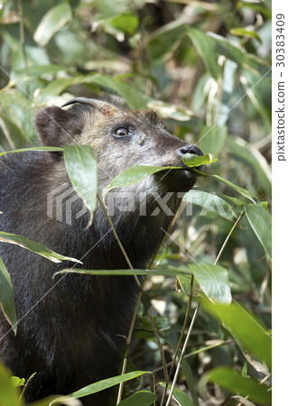 Japanese serow Japanese serow 30383409
