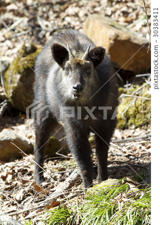 Japanese serow 30383411