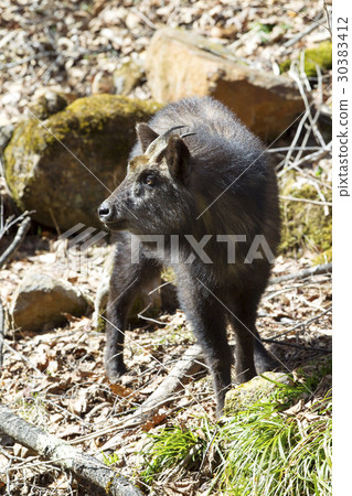 Japanese serow 30383412