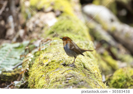 羅賓斯 羅賓斯 30383438