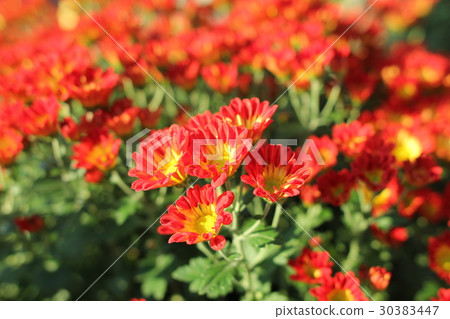 Kogei group red yellow yellow Kogei group red yellow yellow 30383447