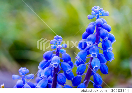Muscari flowers Muscari flowers 30383544