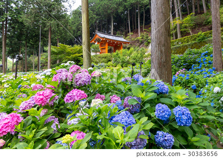Mie Murotoji - hydrangea Mie Murotoji - hydrangea 30383656