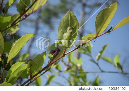 Insect Insect 30384402