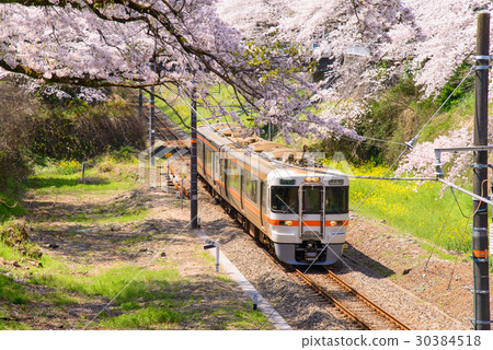 Cherry blossoms in Yamakita and trains on the Gotemba Line 30384518