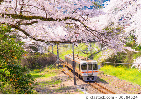 Yamakita的櫻花和御殿場線的火車 30384524