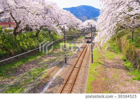 Yamakita的櫻花和御殿場線的火車 30384525