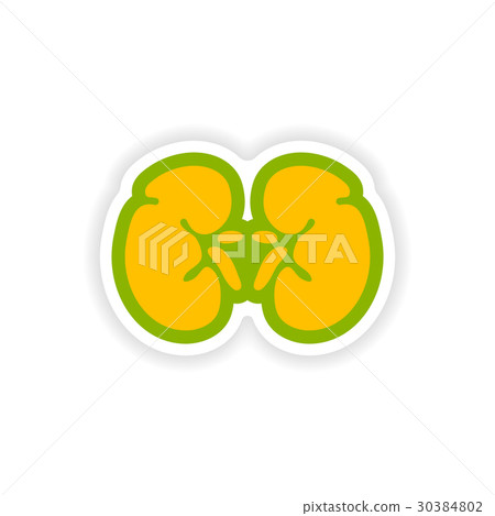 paper sticker on white background human kidney paper sticker on white background human kidney 30384802