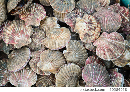 Fresh mussels at a market 30384958