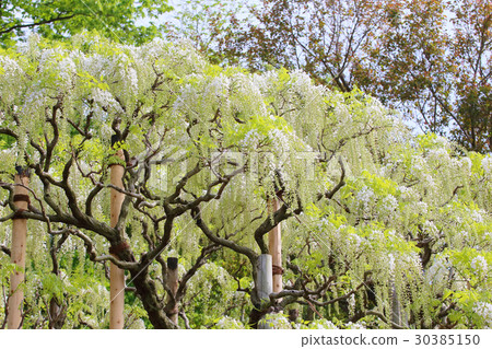 富士花Ashikaka花卉公園Oto節 30385150