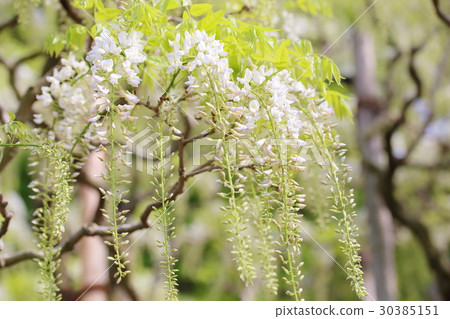 富士花Ashikaka花卉公園Oto節 30385151
