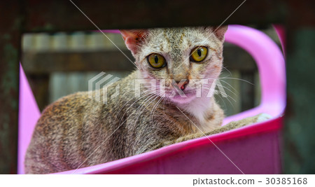 Cat on street in Yangon, Myanmar 30385168