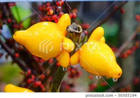 Fancy eggplant on the tree at garden Fancy eggplant on the tree at garden 30385194