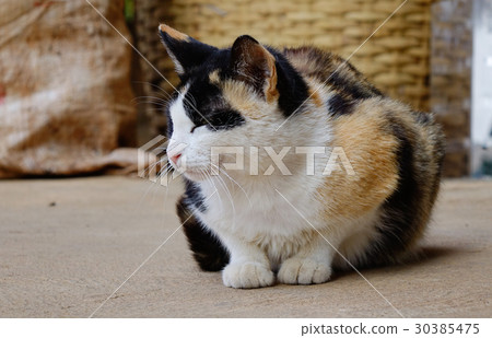 Cat relaxing at rural house 30385475