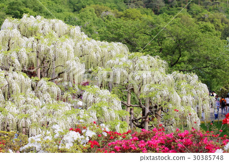 富士花Ashikaka花卉公園Oto節 30385748
