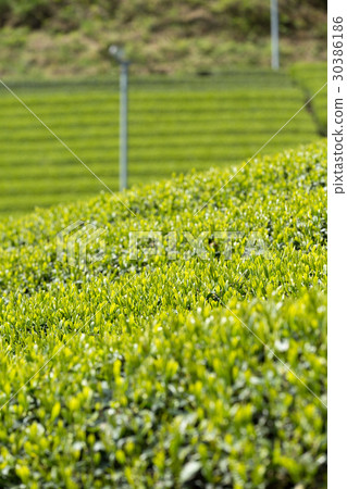 日本茶葉茶葉新芽茶 日本茶葉茶葉新芽茶 30386186